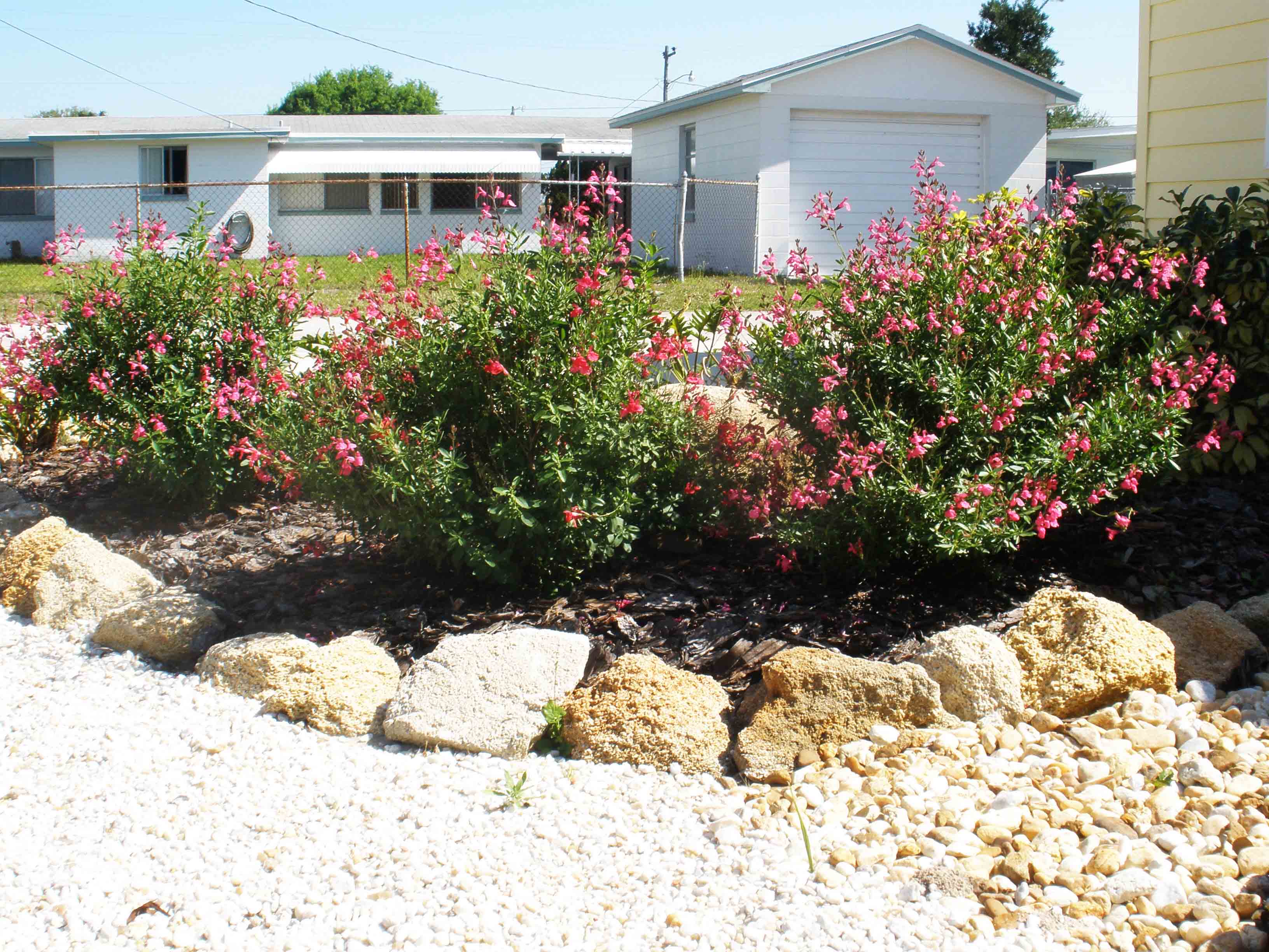 Beachside Gardens, LLC - Coquina Edging With Salvia Gregghi