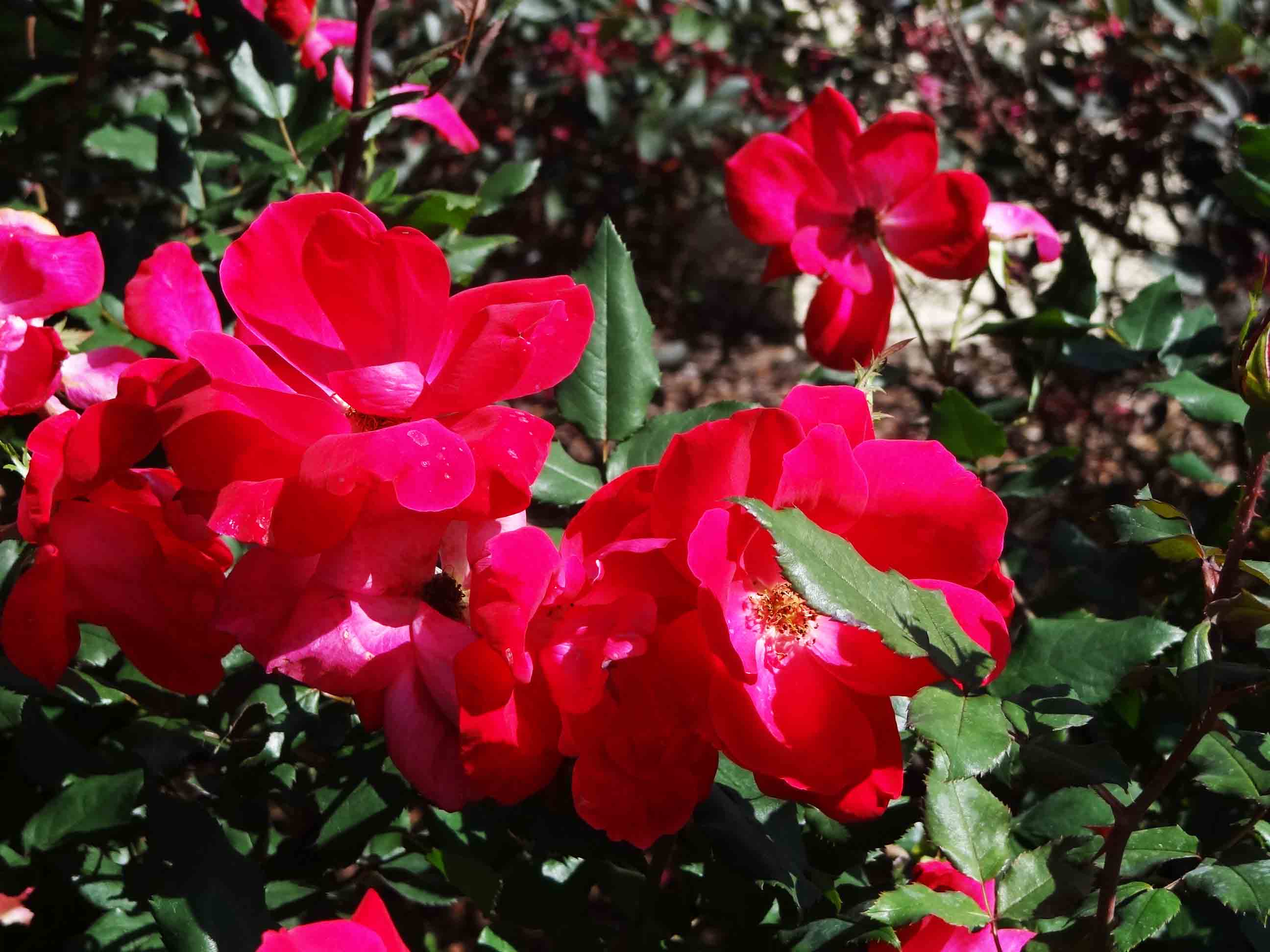 Beachside Gardens, LLC - Double Knockout Rose Flower