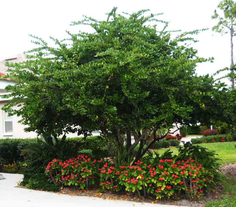 Beachside Gardens, LLC - Ligustrum Tree