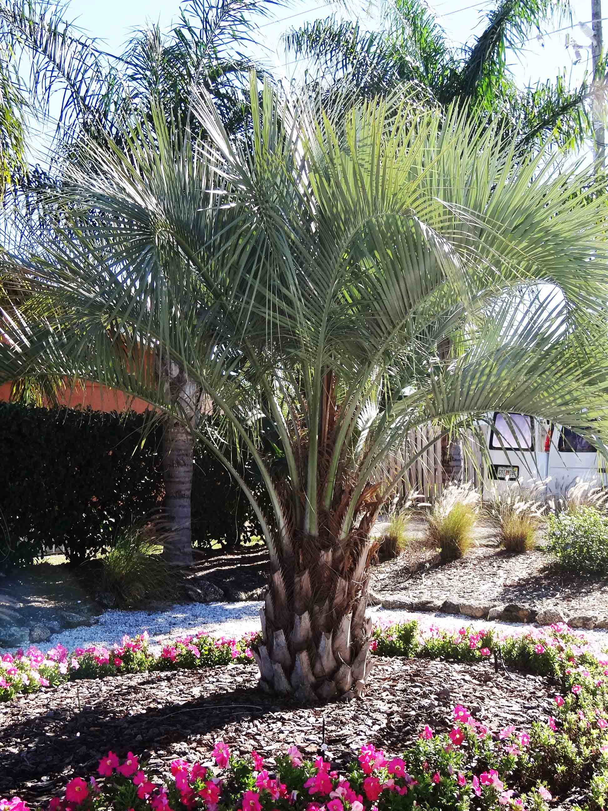 Beachside Gardens, LLC - Pindo Palm