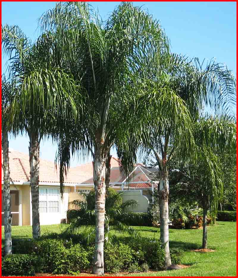 Beachside Gardens, LLC - Queen Palms