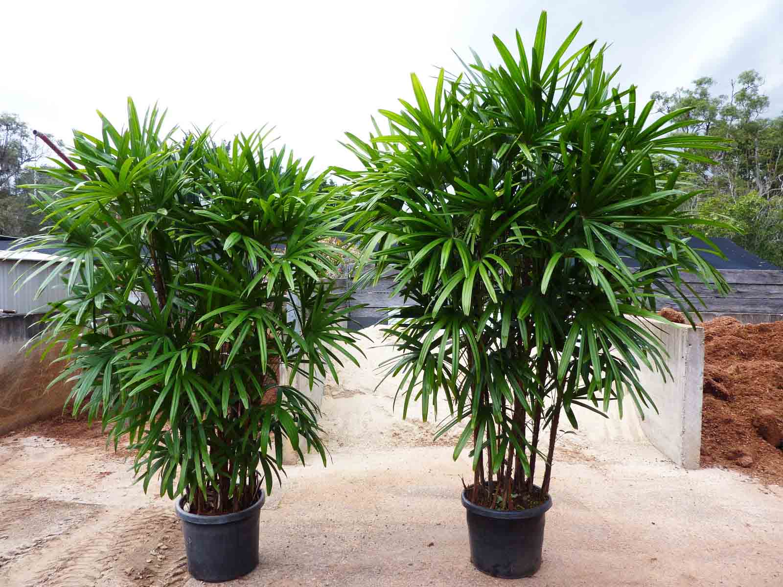 Beachside Gardens, LLC - Raphis Excelsor 'Lady Palm'