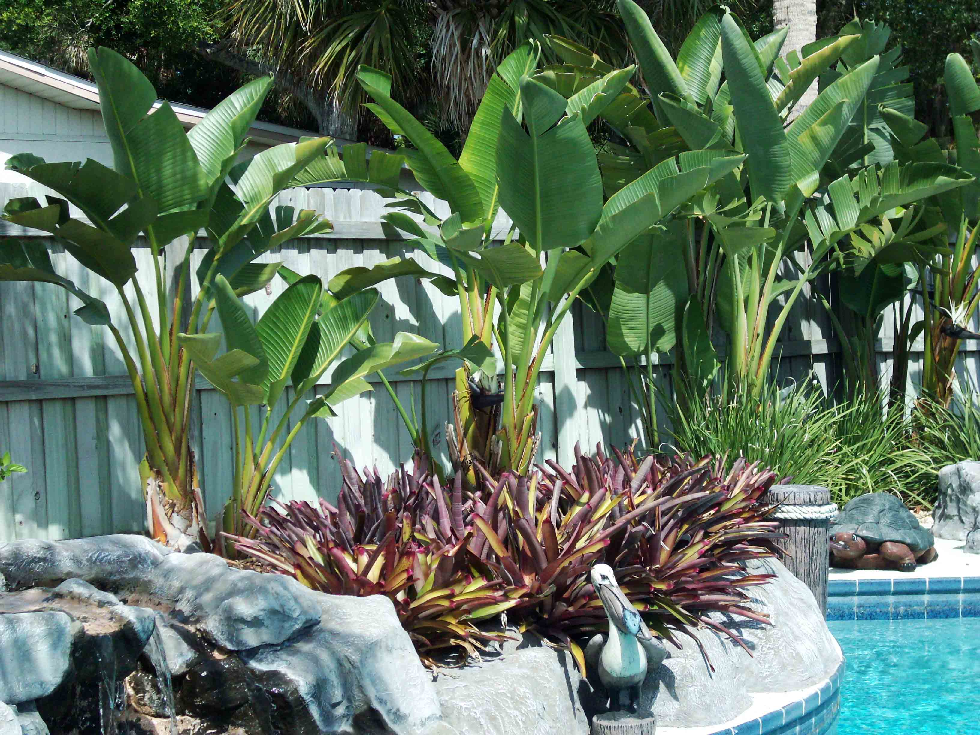 Beachside Gardens, LLC - White Bird of Paradise and Bromeliads