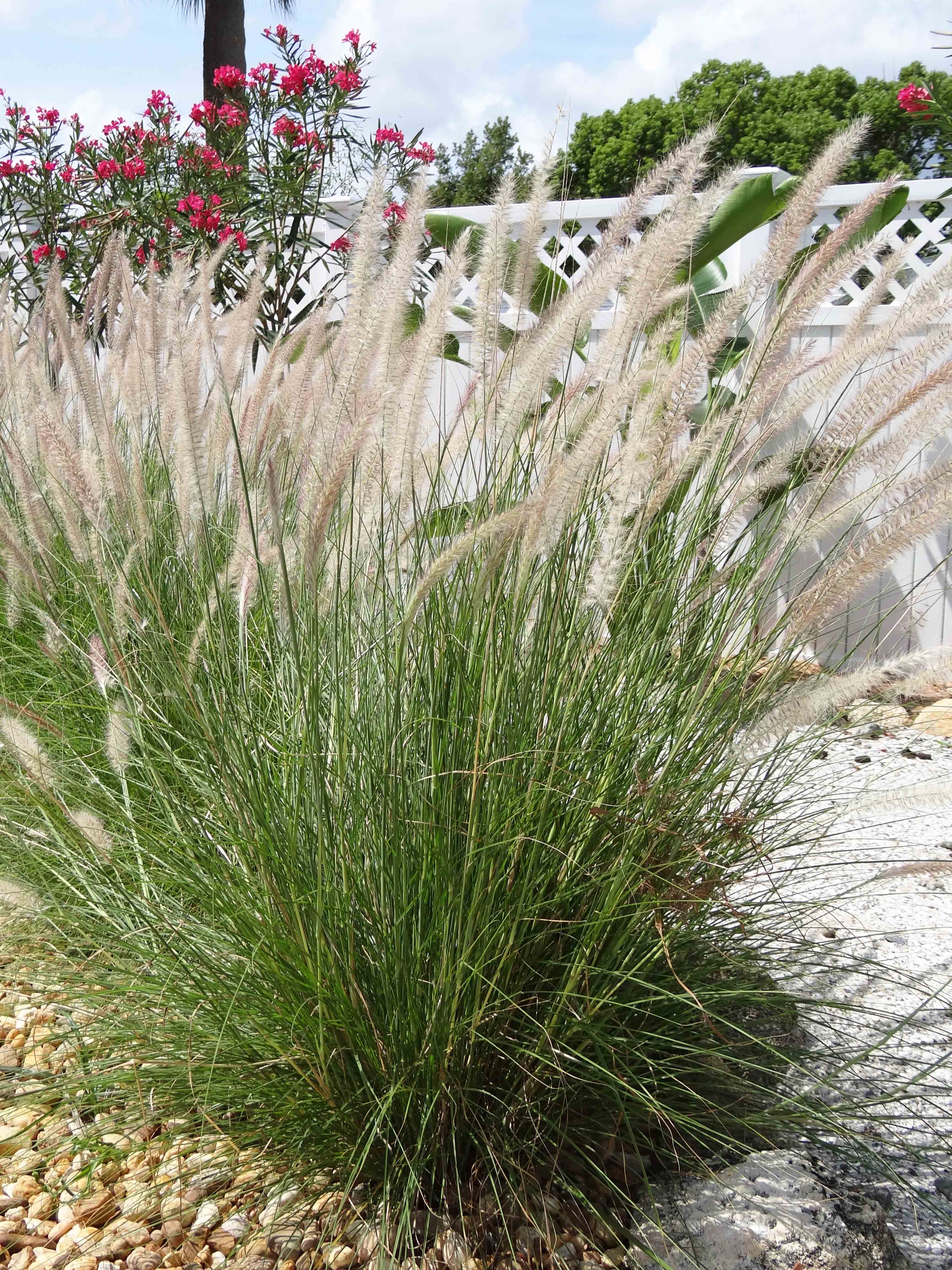 Beachside Gardens, LLC - White Fountain Grass