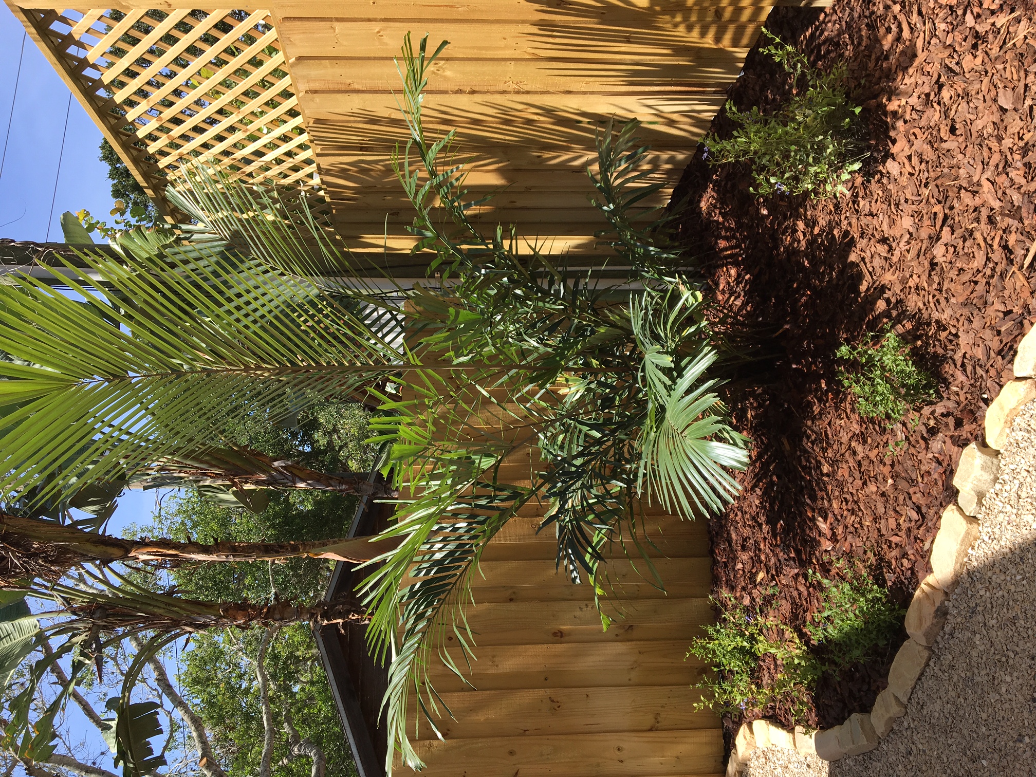 Beachside Gardens, LLC - SUGAR PALM