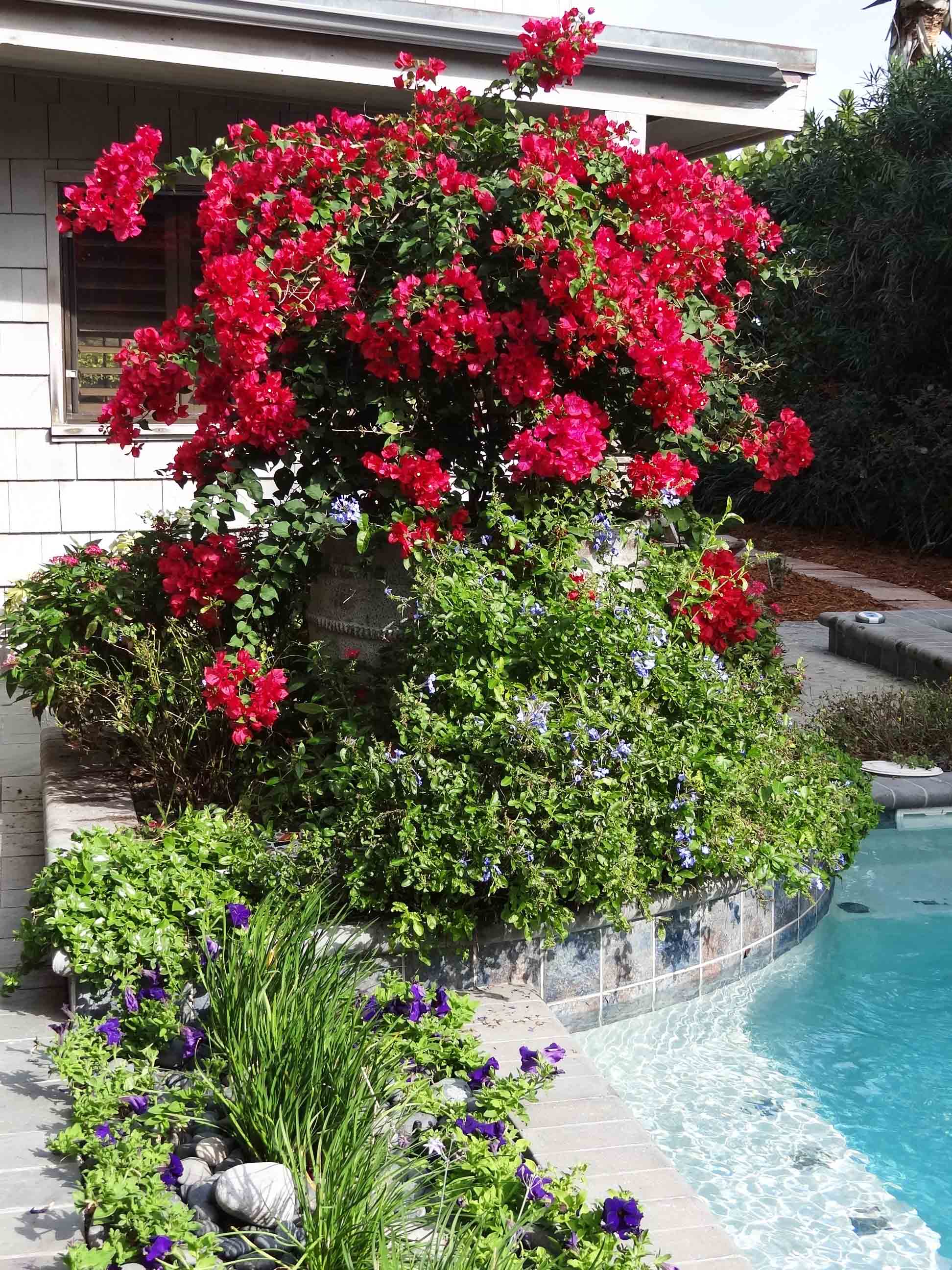 Beachside Gardens, LLC - BEACHSIDE POOL PLANTER AREA