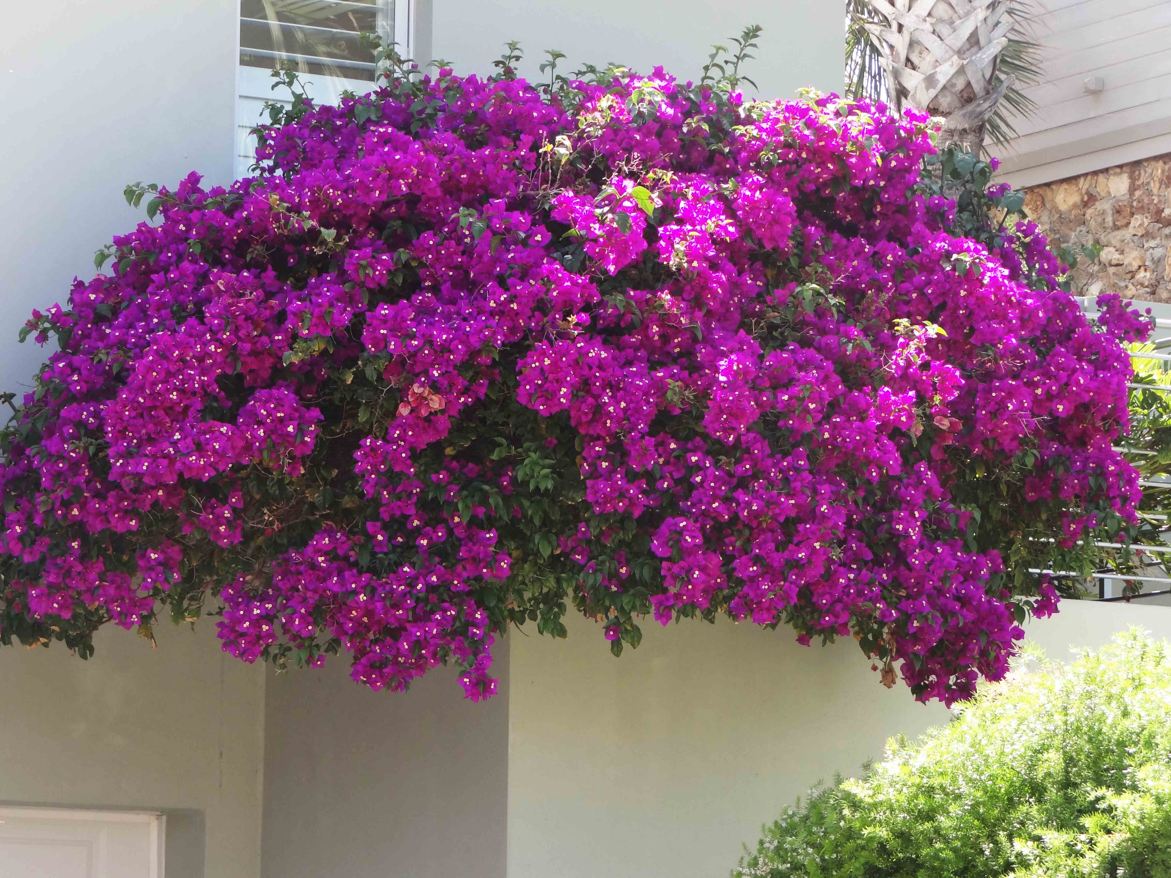 Beachside Gardens, LLC - CASCADING BOUGAINVILLEA