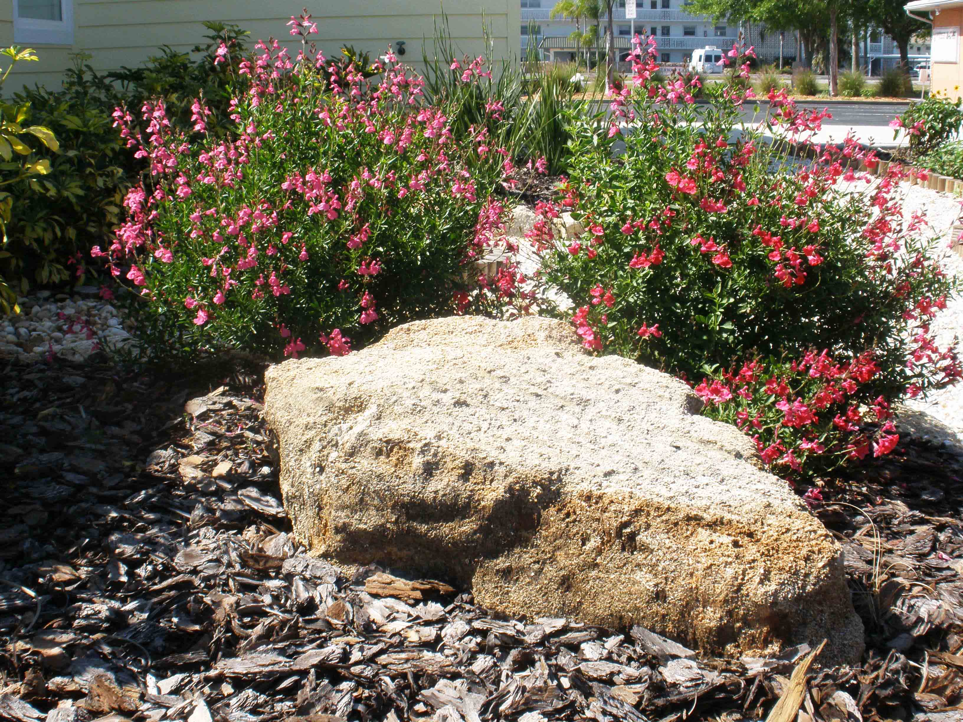 Beachside Gardens, LLC - COQUINA ROCK