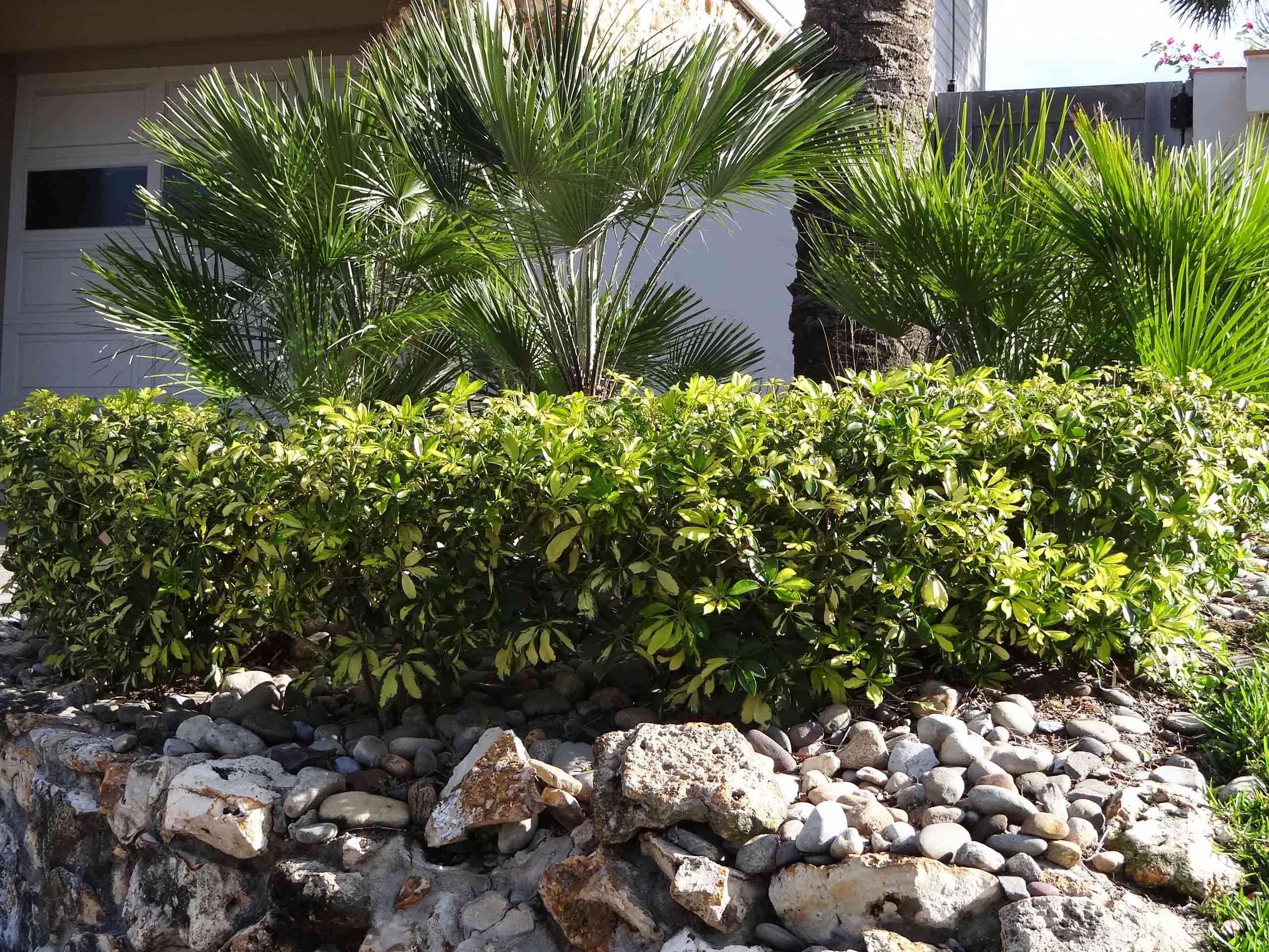 Beachside Gardens, LLC - DROUGHT AND SALT TOLERANT