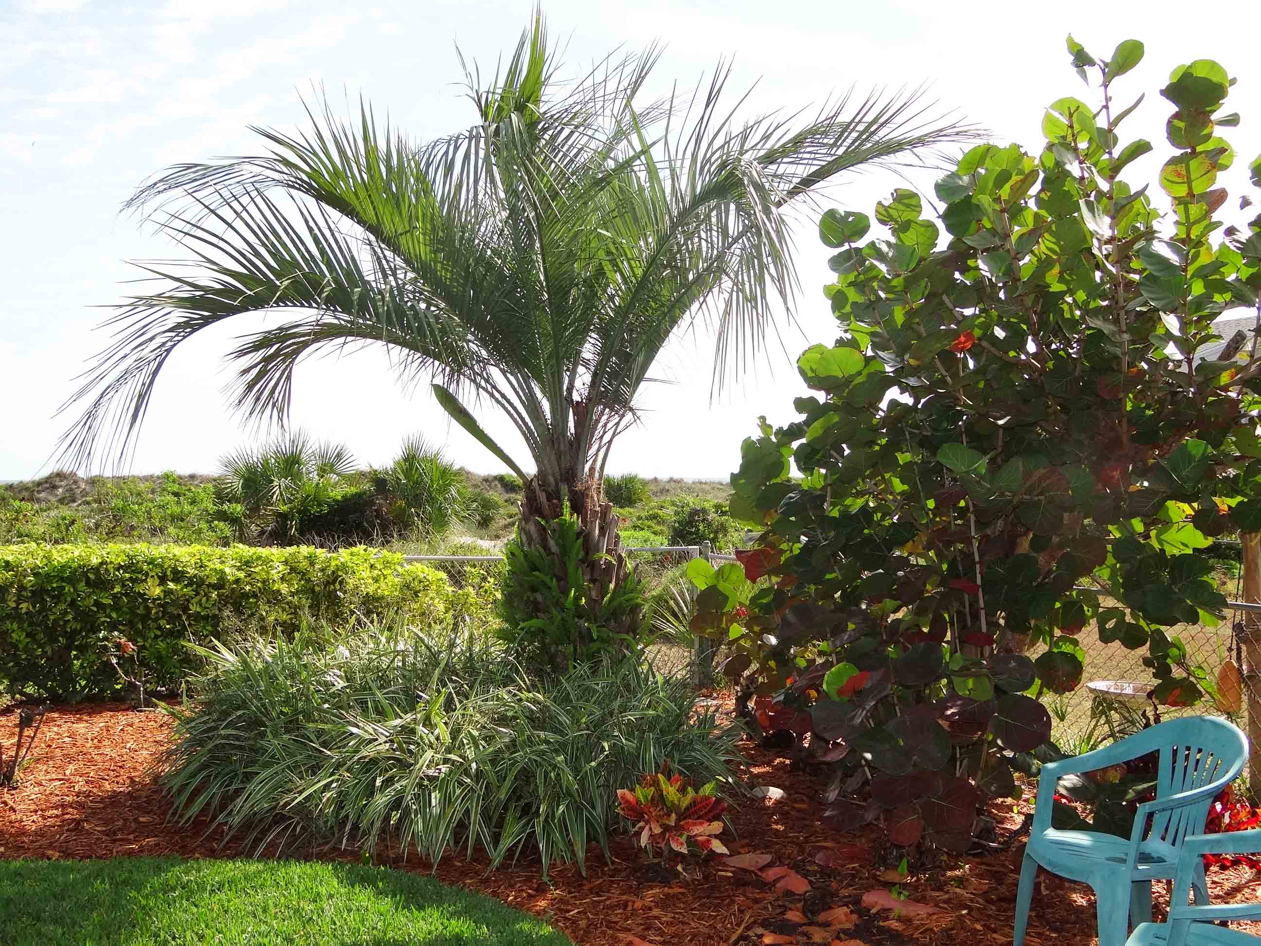 Beachside Gardens, LLC - SALT TOLERANT PLANTINGS