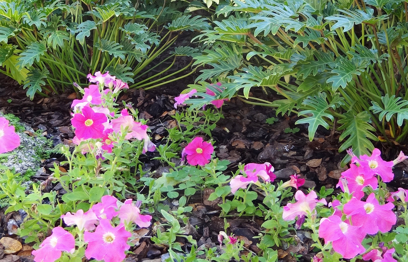 Beachside Gardens, LLC - Annuals 1