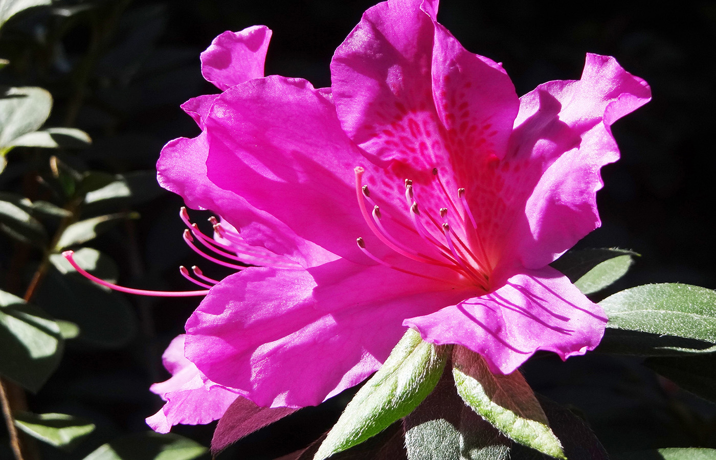 Beachside Gardens, LLC - DSC