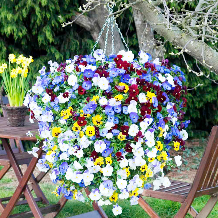 Beachside Gardens, LLC - Hanging Basket of Viola