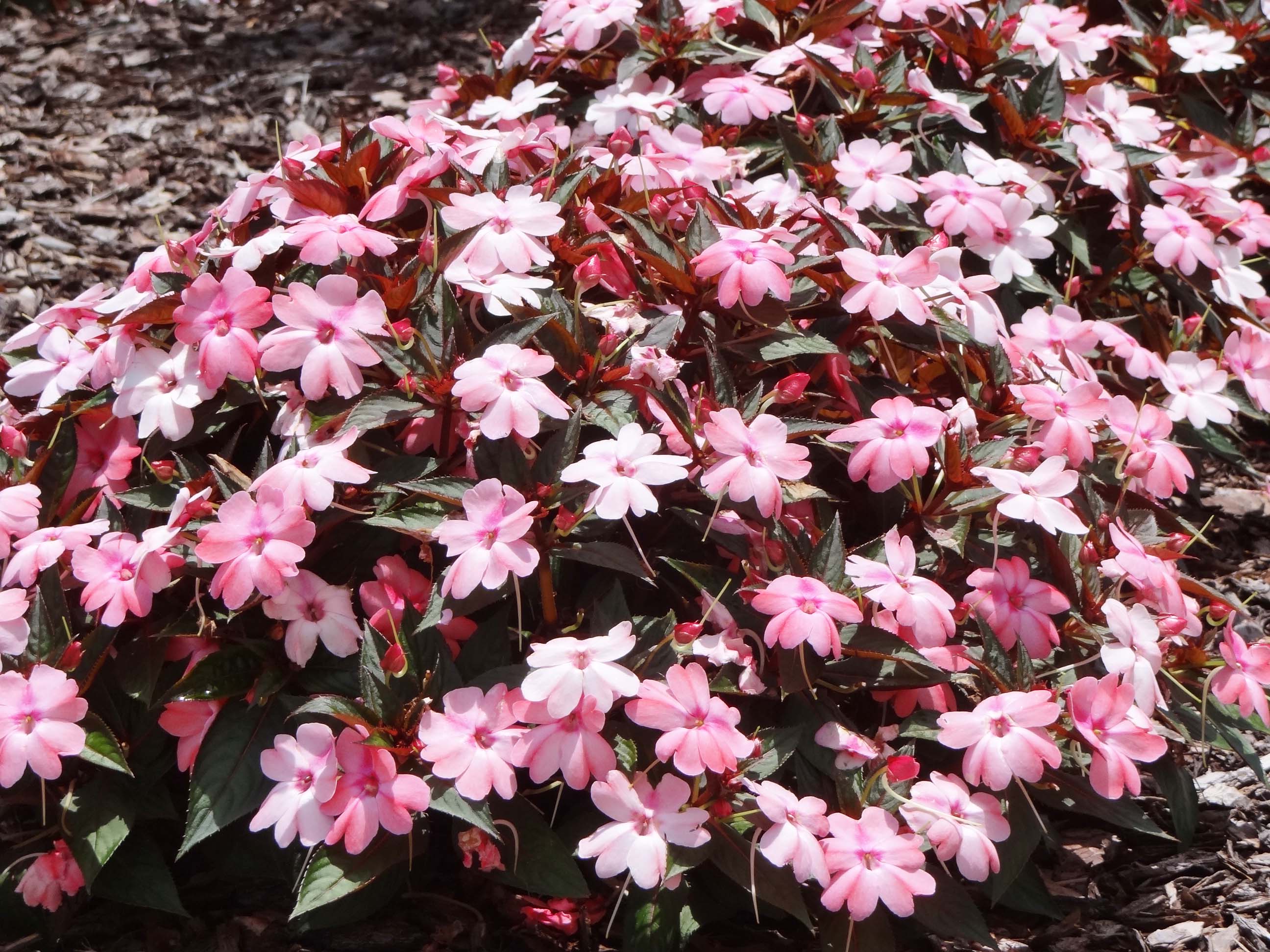 Beachside Gardens, LLC - Close-up Sun Patiens