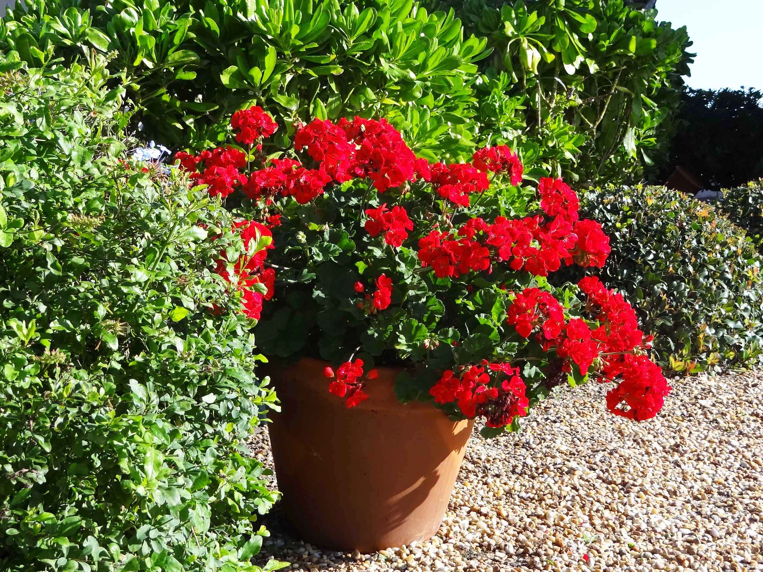Beachside Gardens, LLC - Geraniums In A Container
