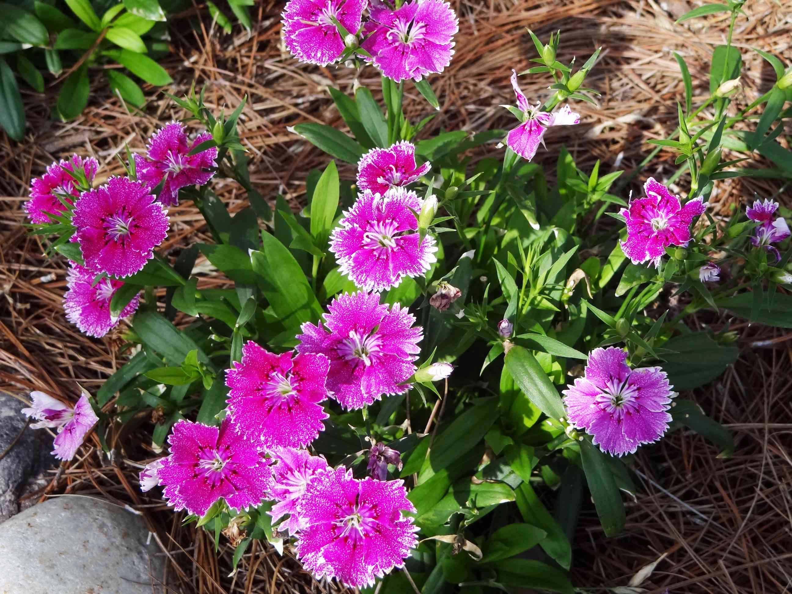 Beachside Gardens, LLC - Dianthus