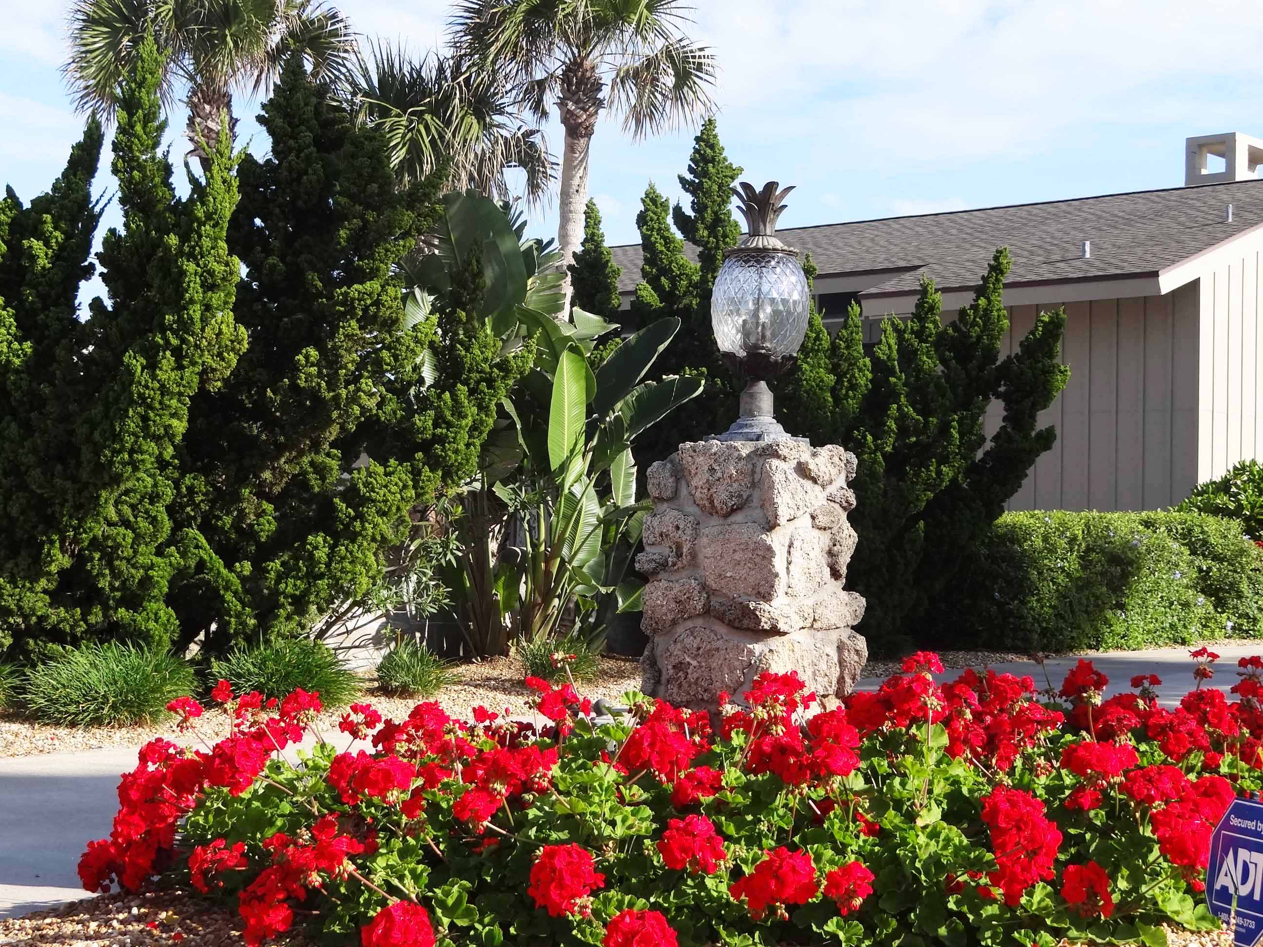 Beachside Gardens, LLC - Geraniums