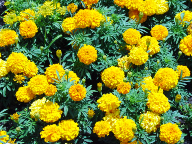 Beachside Gardens, LLC - Marigold