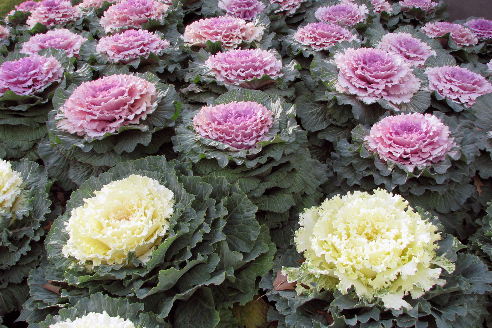 Beachside Gardens, LLC - Ornamental Cabbage