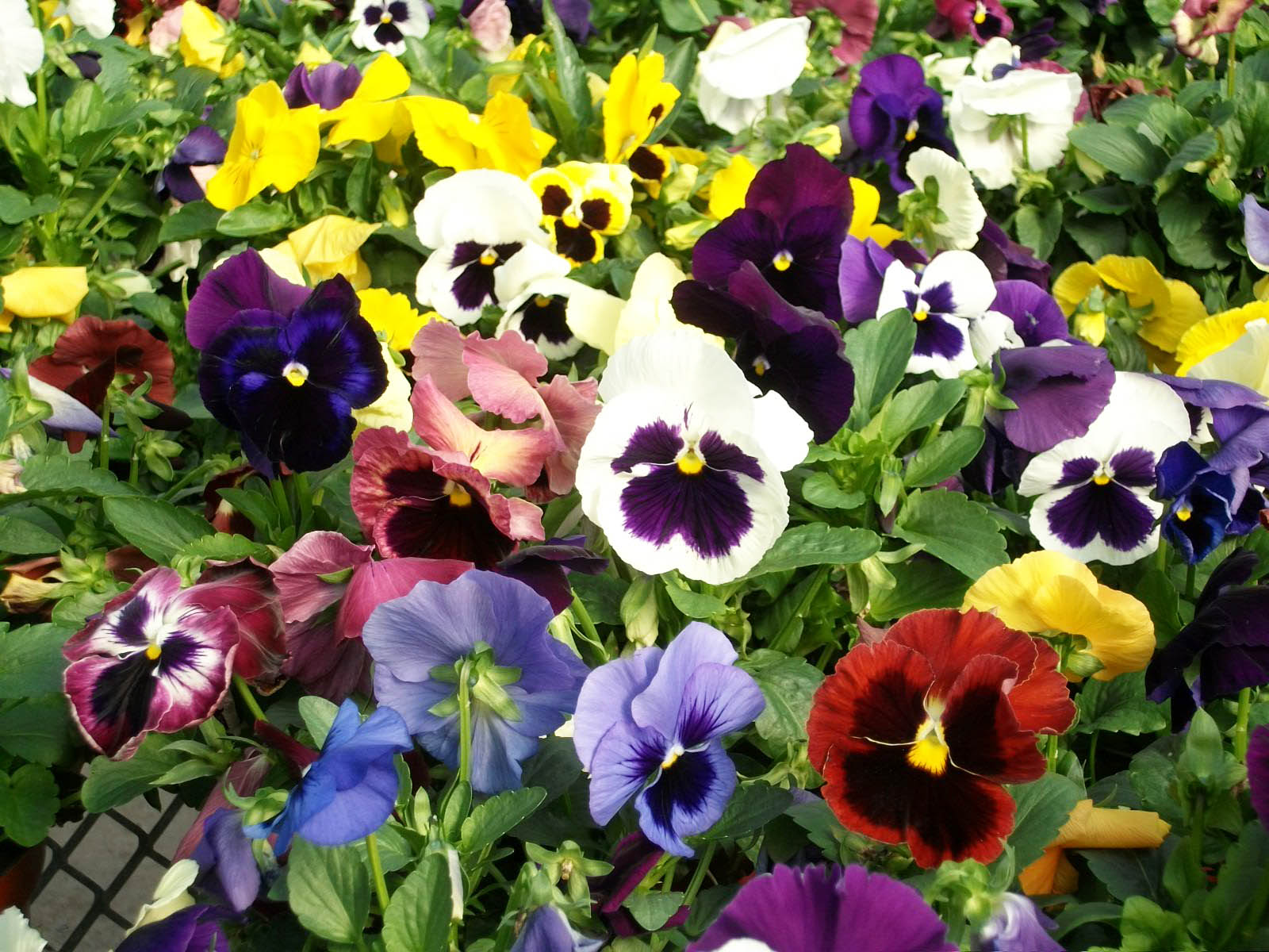 Beachside Gardens, LLC - Pansy