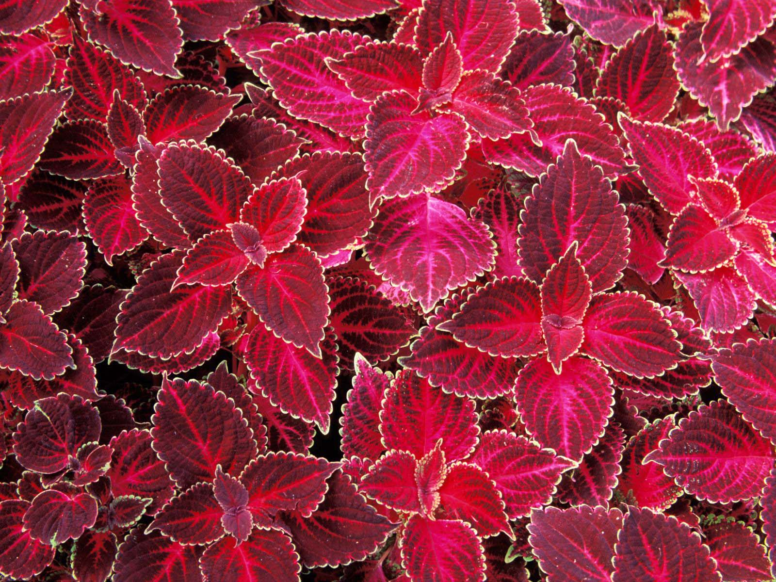 Beachside Gardens, LLC - Red Coleaus